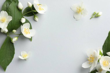 Işık arka planında yaprakları olan güzel yasemin çiçekleri, düz yatıyordu. Metin için boşluk