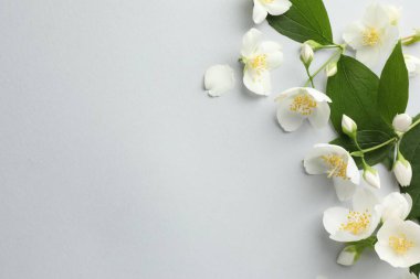 Işık arka planında yaprakları olan güzel yasemin çiçekleri, düz yatıyordu. Metin için boşluk