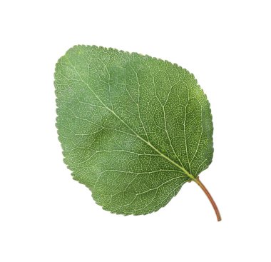 Bir yeşil kayısı yaprağı beyaza izole edilmiş