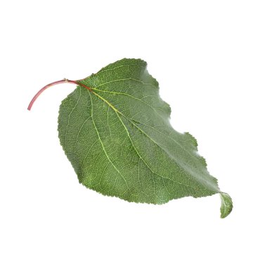 Bir yeşil kayısı yaprağı beyaza izole edilmiş