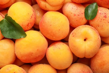 Taze taze kayısılar ve arka plan olarak yeşil yapraklar.