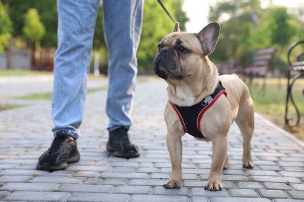 Man with his cute French bulldog in park, closeup