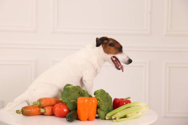 Evdeki beyaz duvarın yanındaki masada sevimli köpek ve taze sebzeler var. Evcil hayvan maması.
