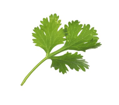 Beyaza izole edilmiş taze kişniş filizi. Aromatik çeşni