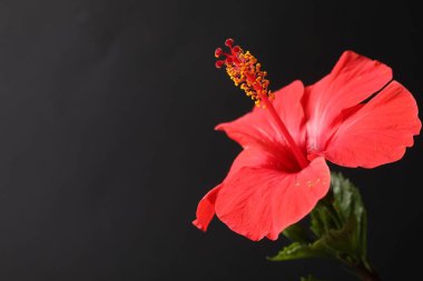 Siyah arka planda güzel kırmızı amber çiçeği, yakın plan. Metin için boşluk