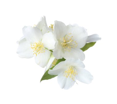 Beyaz yapraklı güzel yasemin çiçekleri