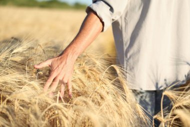Arazide olgunlaşmış buğday dikenlerine dokunan adam, yakın plan.