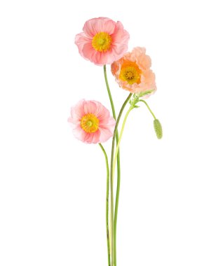 Beyaz tenli güzel gelincikler. Narin çiçekler.