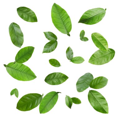 Citrus bitkisi beyaz arka planda havalanır