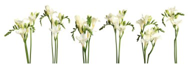 Güzel frezya çiçekleri beyaz üzerine izole edilmiş.