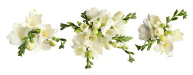 Güzel frezya çiçekleri beyaz üzerine izole edilmiş.