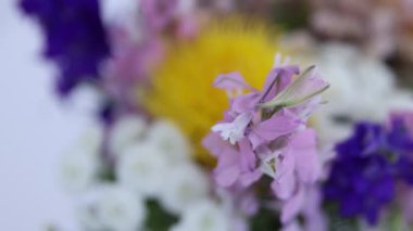 Beyaz arka planda bir buket güzel çiçek, yakın plan. Kamera hareket ediyor