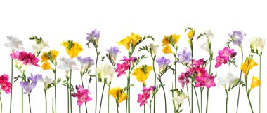 Beyaz arka planda birçok güzel frezya çiçekleri. Pankart tasarımı