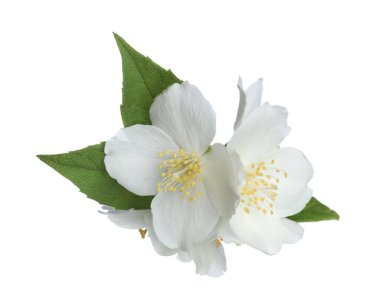 Beyaz yapraklı güzel yasemin çiçekleri