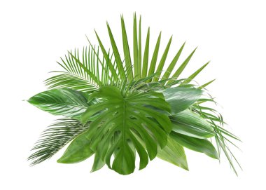 Beyazın üzerinde yeşil tropikal yapraklar. Yeşillik bileşimi