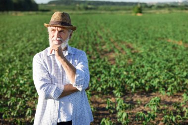 Olgunlaşmamış soya tarlasında kıdemli çiftçi, yazı için yer.