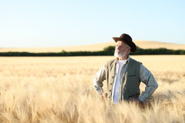 Olgun buğdayla tarlada kıdemli çiftçi açık havada, metin için alan
