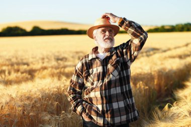 Olgun buğdayla tarlada kıdemli çiftçi