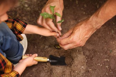 Baba ve oğlu dışarıda toprağa ağaç dikiyorlar, yakın plan.