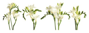 Güzel frezya çiçekleri beyaz üzerine izole edilmiş.