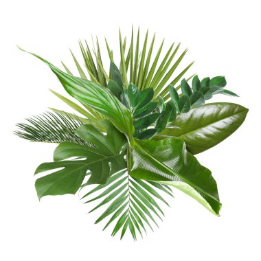 Beyazın üzerinde yeşil tropikal yapraklar. Yeşillik bileşimi