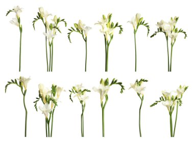 Güzel frezya çiçekleri beyaz üzerine izole edilmiş.