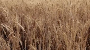 Tarlada yetişen altın buğday kulakları, yakın plan. Kamera sağa hareket ediyor