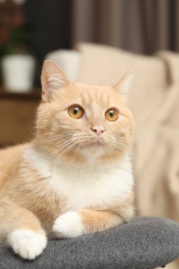 Evdeki sandalyeye uzanmış sevimli kızıl kedi, yakın plan.