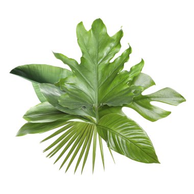 Beyazın üzerinde yeşil tropikal yapraklar. Yeşillik bileşimi