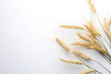 Beyaz arka planda buğday sivri uçlu, düz. Metin için boşluk