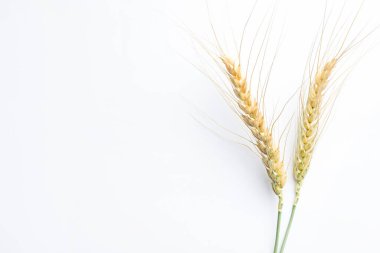 Beyaz arka planda buğday sivri uçlu, düz. Metin için boşluk