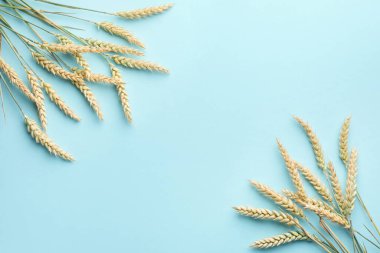 Açık turkuaz arka planda bir sürü buğday çivisi, düz bir zemin. Metin için boşluk