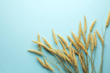 Açık turkuaz arka planda bir sürü buğday çivisi, düz bir zemin. Metin için boşluk