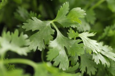 Arka plan olarak taze kişniş yaprakları, makro görünüm