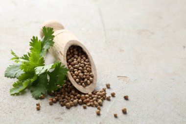 Kişniş tohumu ve taze kişniş filizi açık dokulu masa, yakın plan. Metin için boşluk