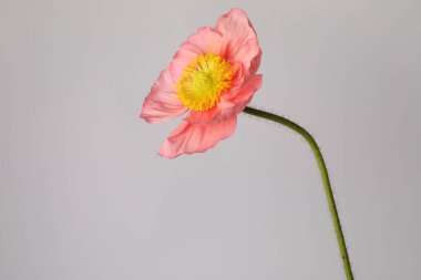 Gri arka planda güzel bir gelincik çiçeği, yakın plan.