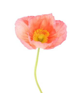 Güzel bir gelincik çiçeği beyazda izole edilmiş