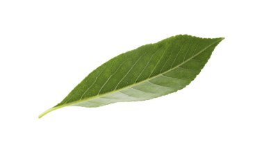 Beyaza izole edilmiş bir portakal yaprağı. Citrus bitkisi