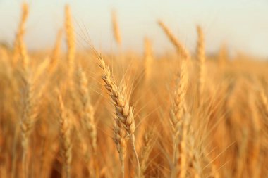 Tarlada yetişen altın buğday kulakları, yakın plan