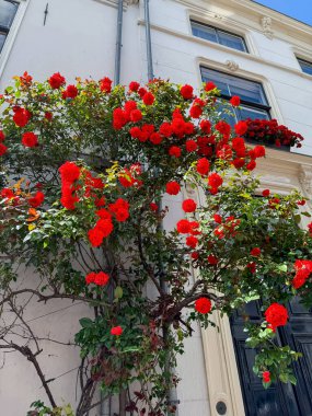 Duvarda güzel kırmızı güller var, alçak açılı manzara.