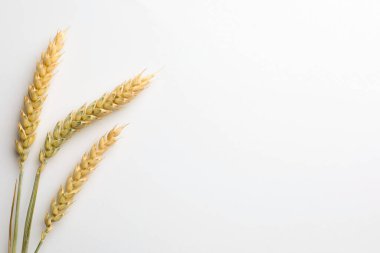 Beyaz arka planda buğday sivri uçlu, düz. Metin için boşluk