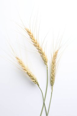 Beyaz arka planda buğday çıkıntıları, düz yatış