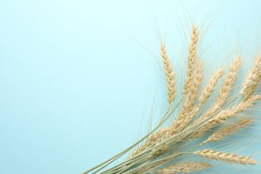 Turkuaz arka planda bir sürü buğday çivisi var. Metin için boşluk