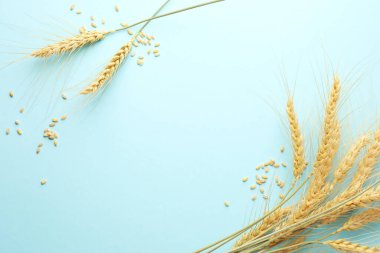 Arka planda bir sürü buğday filizi ve tohum var. Metin için boşluk