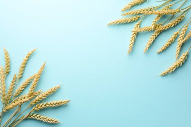 Açık turkuaz arka planda bir sürü buğday çivisi, düz bir zemin. Metin için boşluk