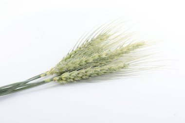 Beyaz arka planda birçok yeşil buğday çivisi