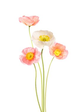 Beyaz tenli güzel gelincikler. Narin çiçekler.