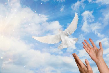 Güvercin insanın elinden uçuyor güneşle gökyüzüne karşı