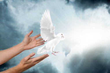 Güvercin insanın ellerinden uçuyor güneş ve bulutlarla gökyüzüne karşı