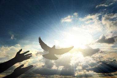 Güvercin insanın elinden uçuyor güneşle gökyüzüne karşı